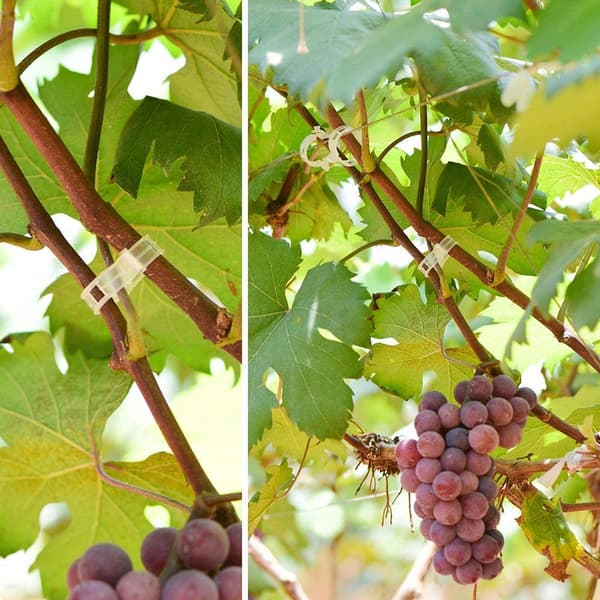 INF Klips for å støtte planter / espalier 100-pakning