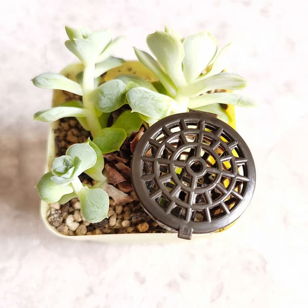 INF 100 pack stora bonsai gödselboxar med lock