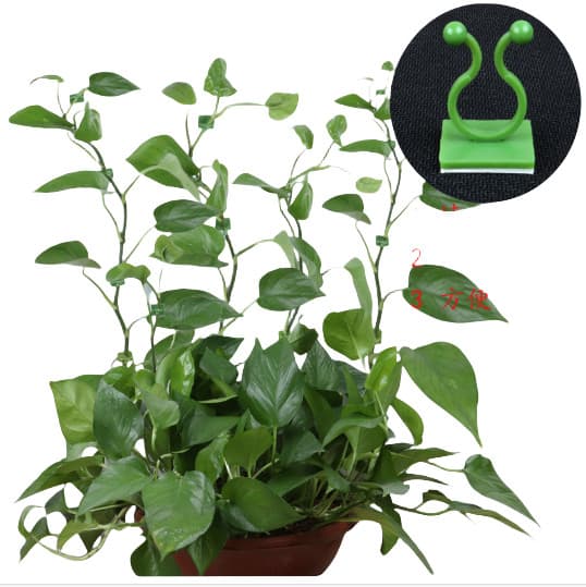 INF 10-pakning små rankeclips for planter, selvklebende veggranke-klips