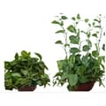 Miniatyrbillede 2 af 2: INF Selvklæbende vinklemmer til planter, 10-pak