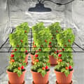 Miniatyrbillede 4 af 7: Lollanda Plantenet / Støttenet til planter med kroge