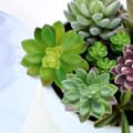 Miniatyrbillede 7 af 7: 16-pak kunstige sukkulenter - førsteklasses dekoration til hjemmet og kontoret