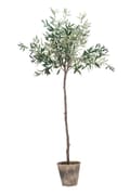 Miniatyrbillede 1 af 4: FURNLUX FALSK PLANTE FLORA GRØN 24CM
