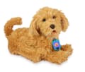 Miniatyrbild 4 av 4: My Fuzzy Friend - Labradoodle