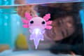 Pikkukuva 3 / 4: Animagic Lets Glo Axolotl Vaaleanpunainen
