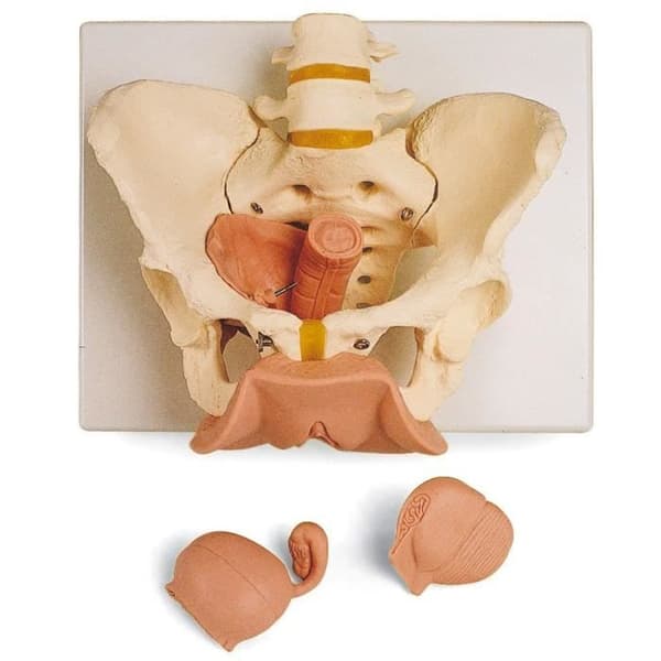 Anatomisk modell - Kvinnligt bäckenskelett med könsorgan - Vit