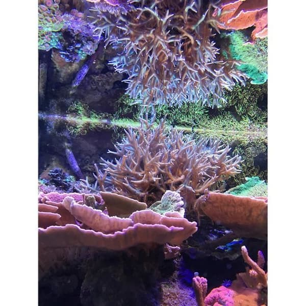 Seachem Sel för Akvarium Vibrant Sea Reef Akvarium 6,2 kg/60gal - 326