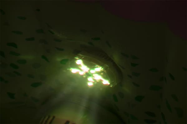 Bestway Lay-Z-Spa® 7-Color LED Light