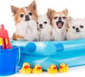 Miniatyrbild 6 av 7: Lollanda PVC självhäftande reparationskit för pool – vattentäta lappar för reparation av pooler och uppblåsbara produkter