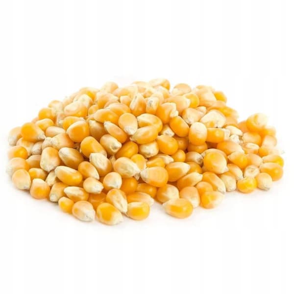 Majspopcorn til stegning og mikroovn - 1 kg uden salt