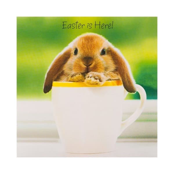 Hallmark - ECM25567177 - Set med 10 välgörenhetspåskkort med 2 söta djurdesigner