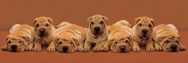 Keith Kimberlin - Sharpei Pups