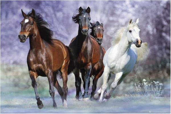 Bob Langrish - Running horses