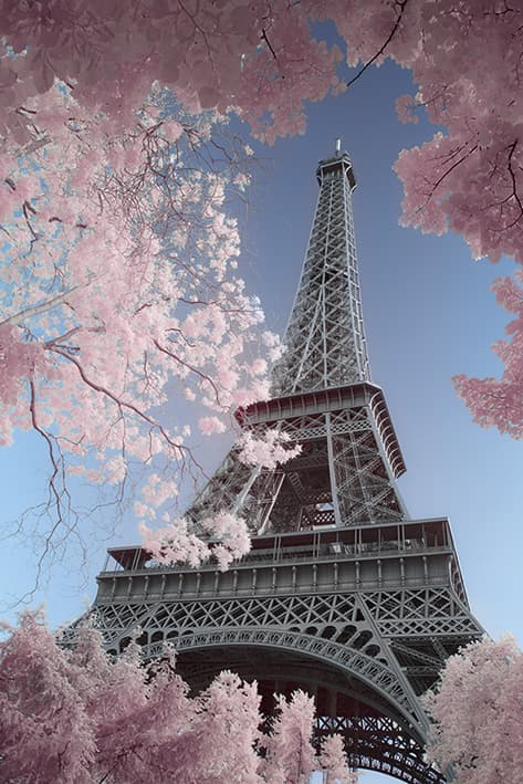 David Clapp - Eiffel Tower, Paris Pink blossoms