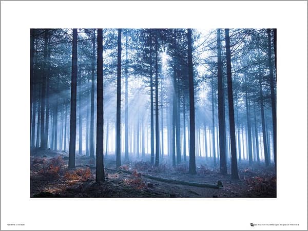Exklusivt Art Print - Tom Lambert - Winter Tree Landscape