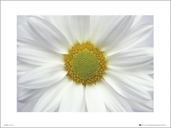 Exklusivt Art Print - Daisy - Prästkrage