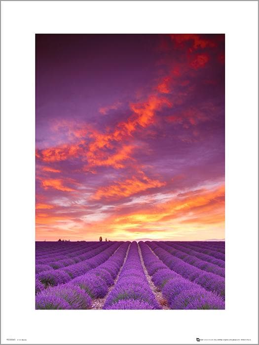 Exklusivt Art Print - Tom Mackie - Purple fields and sky