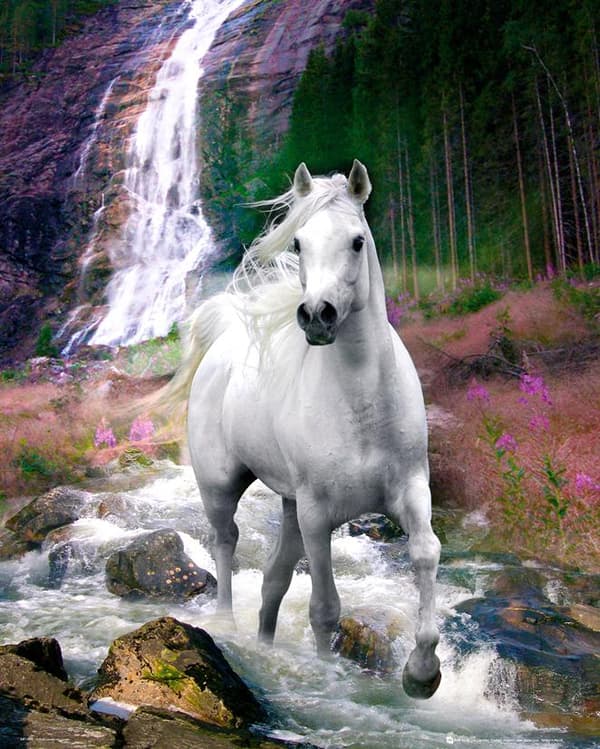 Bob Langrish - Waterfall and Horse