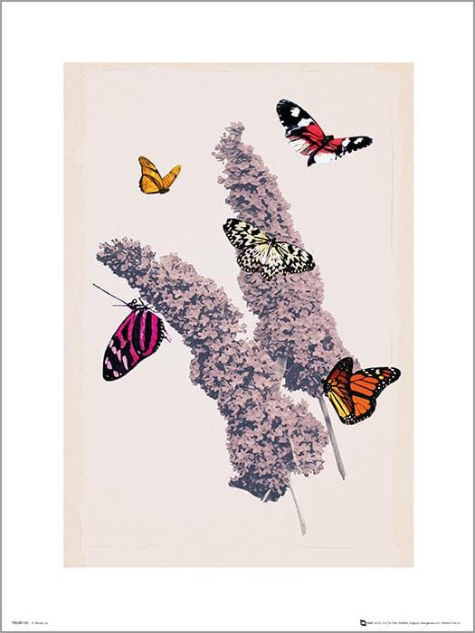 Exklusivt Art Print - Butterflies - Fjärilar