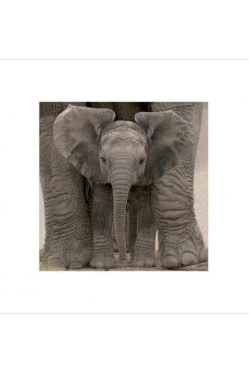 Elephant Baby - Big Ears