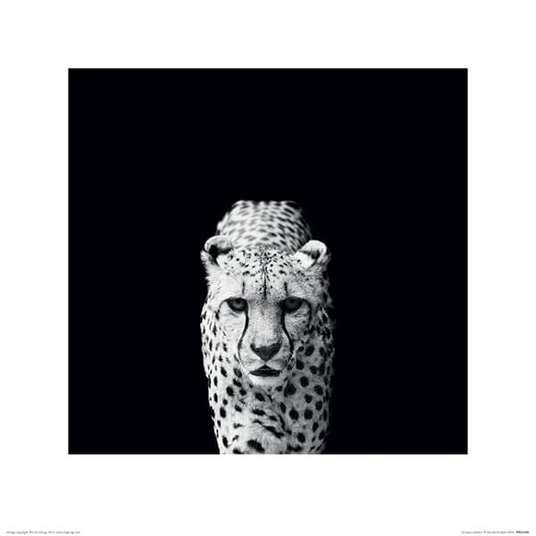 Cheeta - Gepard