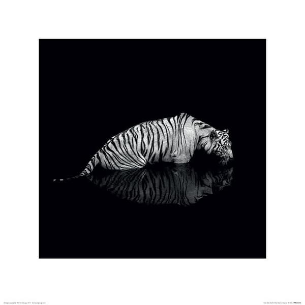 Tiger - Into the Dark II