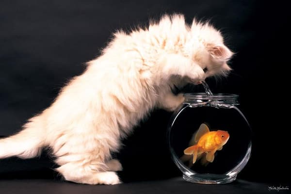 Keith Kimberlin - Fish bowl