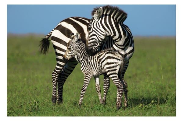 Zebra love
