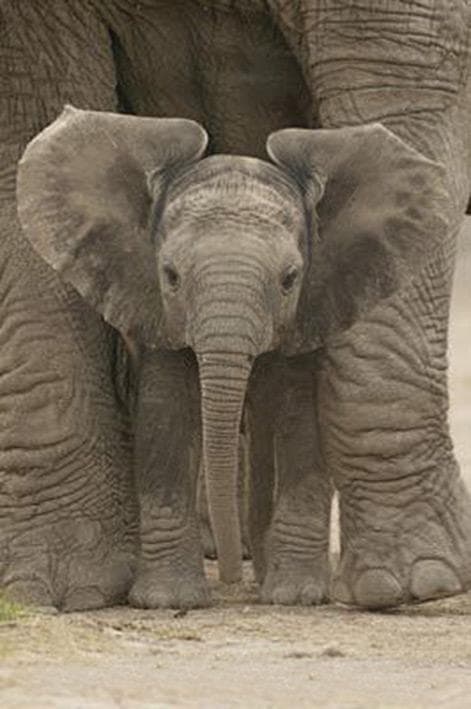 Big Ears