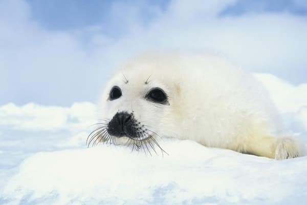Baby Seal