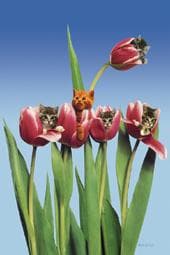Cats in tulips