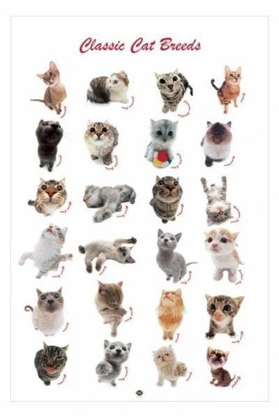 Classic cat breeds