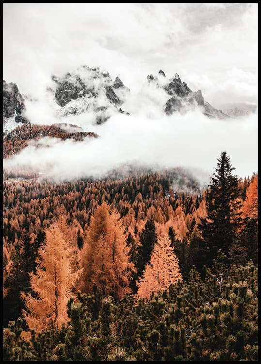 MOLN ÖVER SKOGEN POSTER 50x70cm