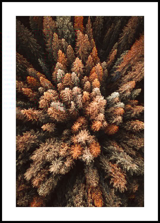 HÖSTSKOG POSTER 50x70cm