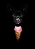 Miniatyrbild 3 av 4: Ice Cream Bulldog Poster