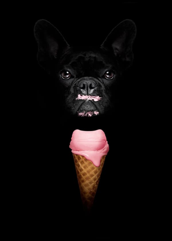 Ice Cream Bulldog Poster 50x70cm