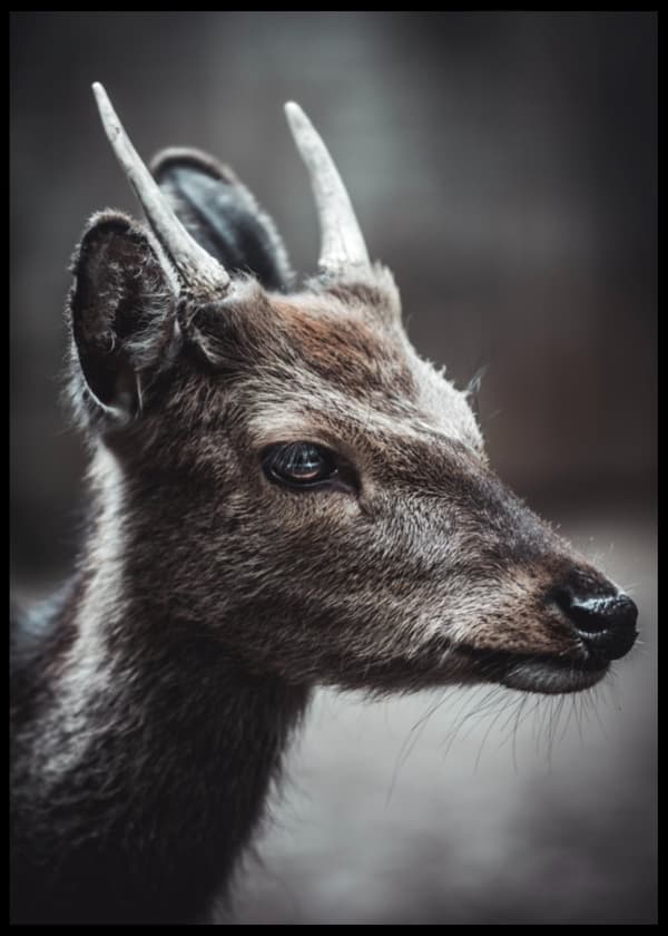 Bambi No2 Plakat
