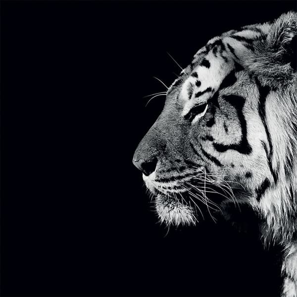 Nicolas Evariste Panthera Tigris Print Black/White 30cm x 30cm