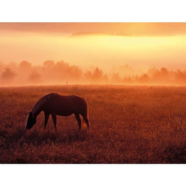 Dennis Frates Horse In Pasture Framed Canvas Print