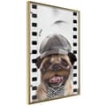 Miniatyrbild 1 av 9: Inramad Poster / Tavla - Dressed Up Pug
