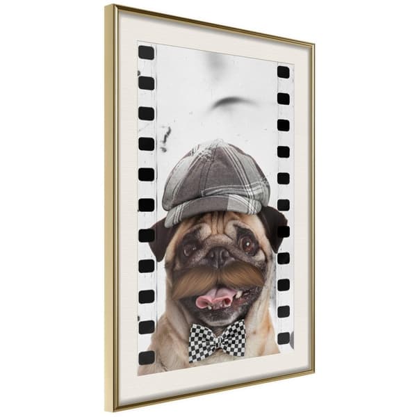 Inramad Poster / Tavla - Dressed Up Pug