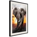Miniatyrbild 1 av 9: Inramad Poster / Tavla - Majestic Elephant
