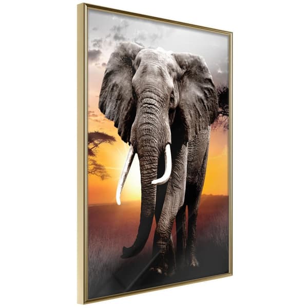 Inramad Poster / Tavla - Majestic Elephant