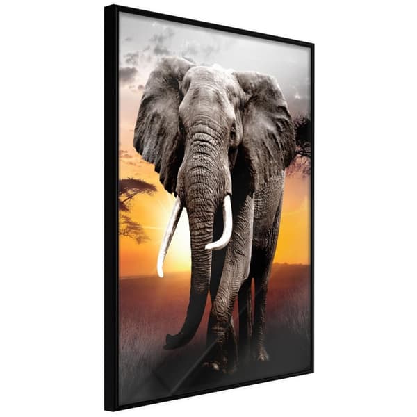 Inramad Poster / Tavla - Majestic Elephant Svart ram 30x45