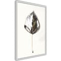 Miniatyrbild 1 av 9: Inramad Poster / Tavla - Silvery Leaf