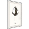 Miniatyrbild 1 av 9: Inramad Poster / Tavla - Silvery Leaf