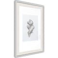 Miniatyrbild 1 av 11: Inramad Poster / Tavla - Ginger Rhizome