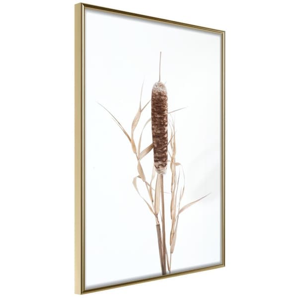 Inramad Poster / Tavla - Typha