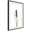 Miniatyrbild 4 av 11: Inramad Poster / Tavla - Typha