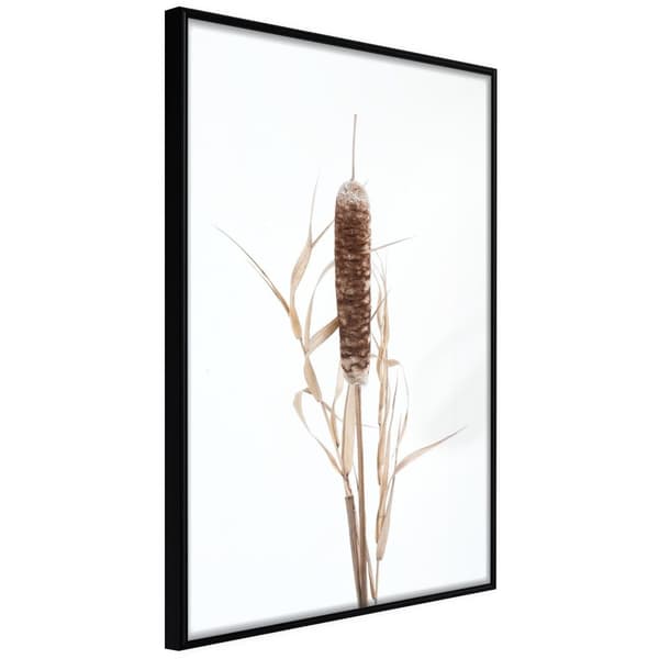 Inramad Poster / Tavla - Typha